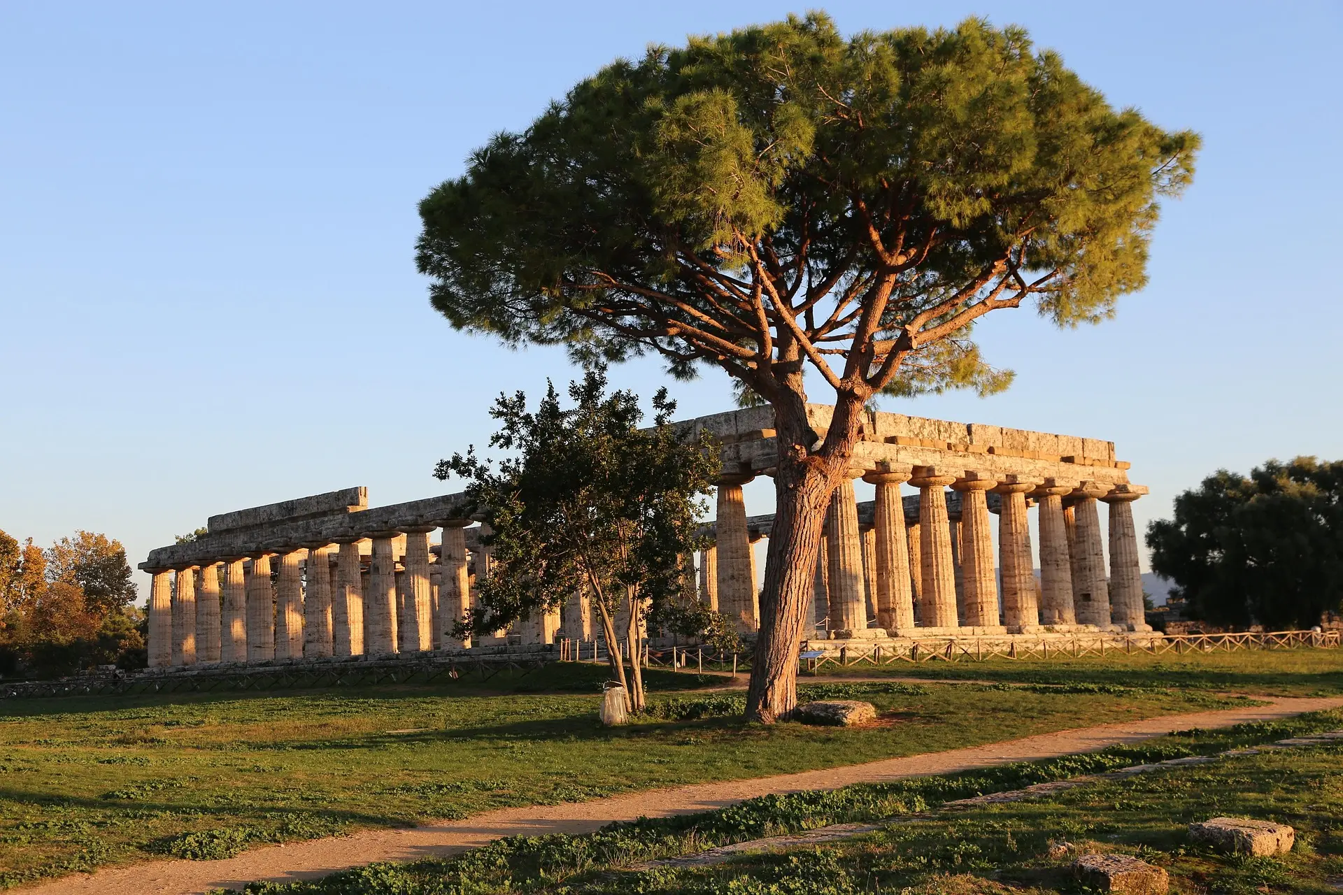 I templi di Paestum al tramonto, con un pino marittimo in primo piano